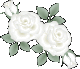 White rose White rose