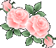 Pink rose Pink rose