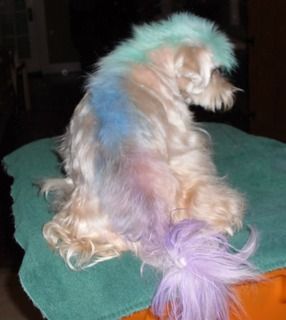 Kool aid dog hair dye best sale