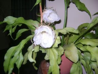 planta planta