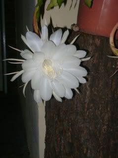 planta planta