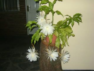 reina de noche reina de noche
