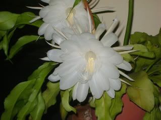 dama de noche dama de noche