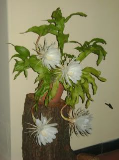 planta rara planta rara