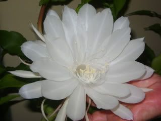 Dama de Noche. Increible| Dama de Noche. Increible|