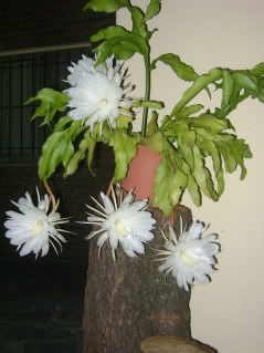 dama de noche dama de noche