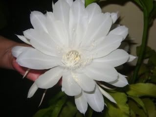 flor flor