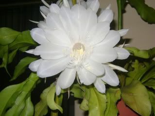 planta rara planta rara