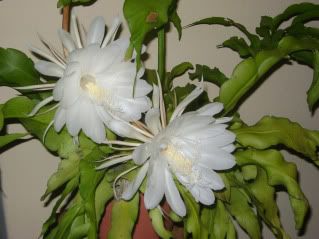 reina de noche reina de noche
