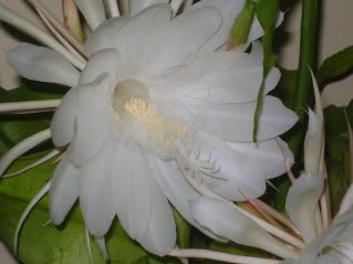 Dama de Noche. Increible| Dama de Noche. Increible|