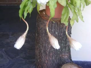 flor flor