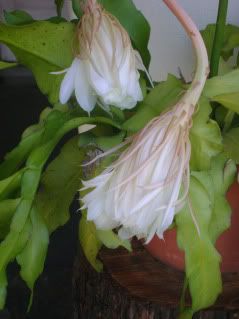 planta planta