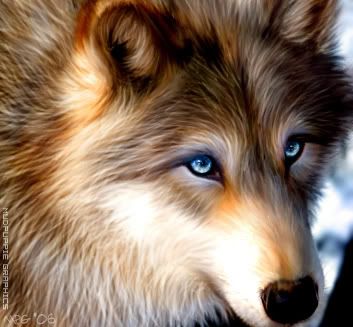 Blue eyed wolf spirit