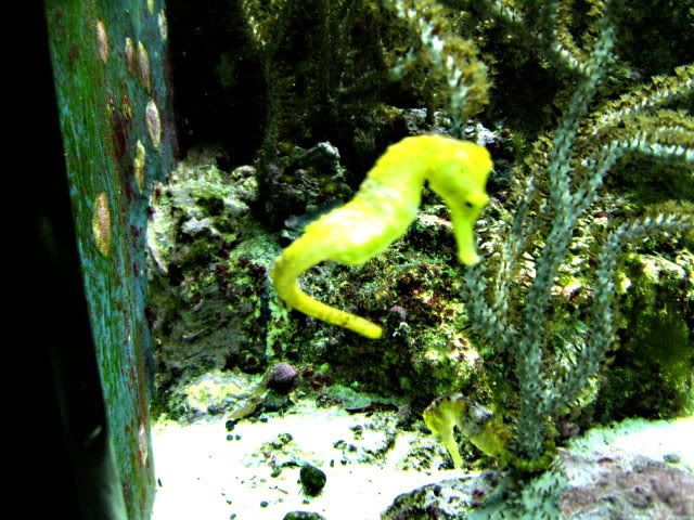 Aquarium295.jpg