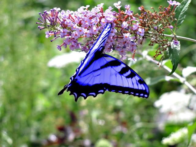 butterflys022.jpg