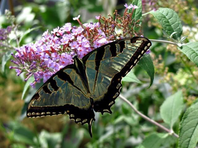 butterflys028.jpg