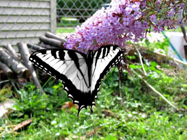 butterflys037.jpg