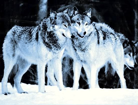 70st_080328_wolves.jpg