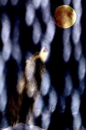 anonymous-gray-wolf-howling-at-moon.jpg