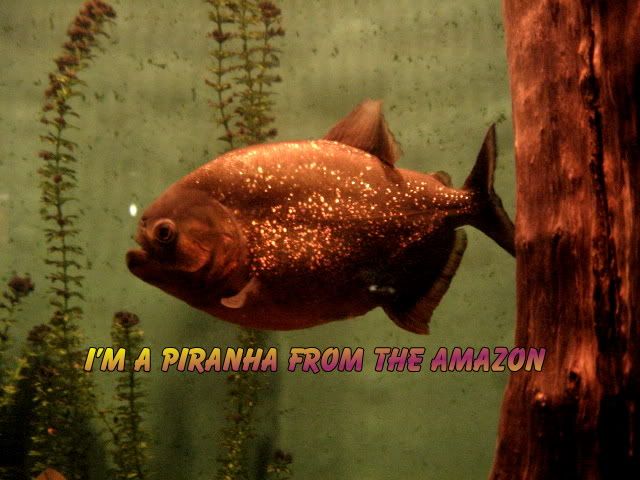 piranha.jpg