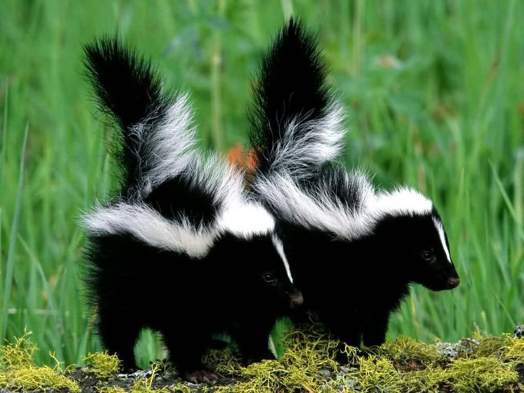 [Image: Baby_Skunk.jpg]