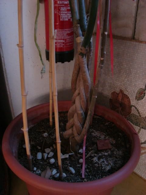 DSC07519.jpg