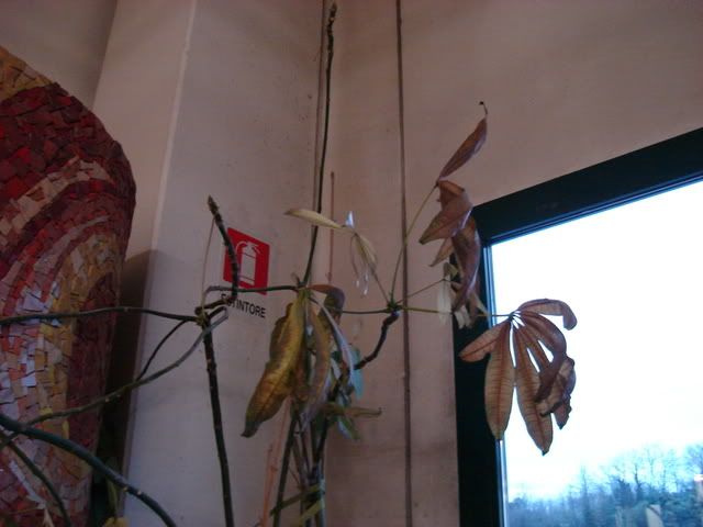 DSC07520.jpg