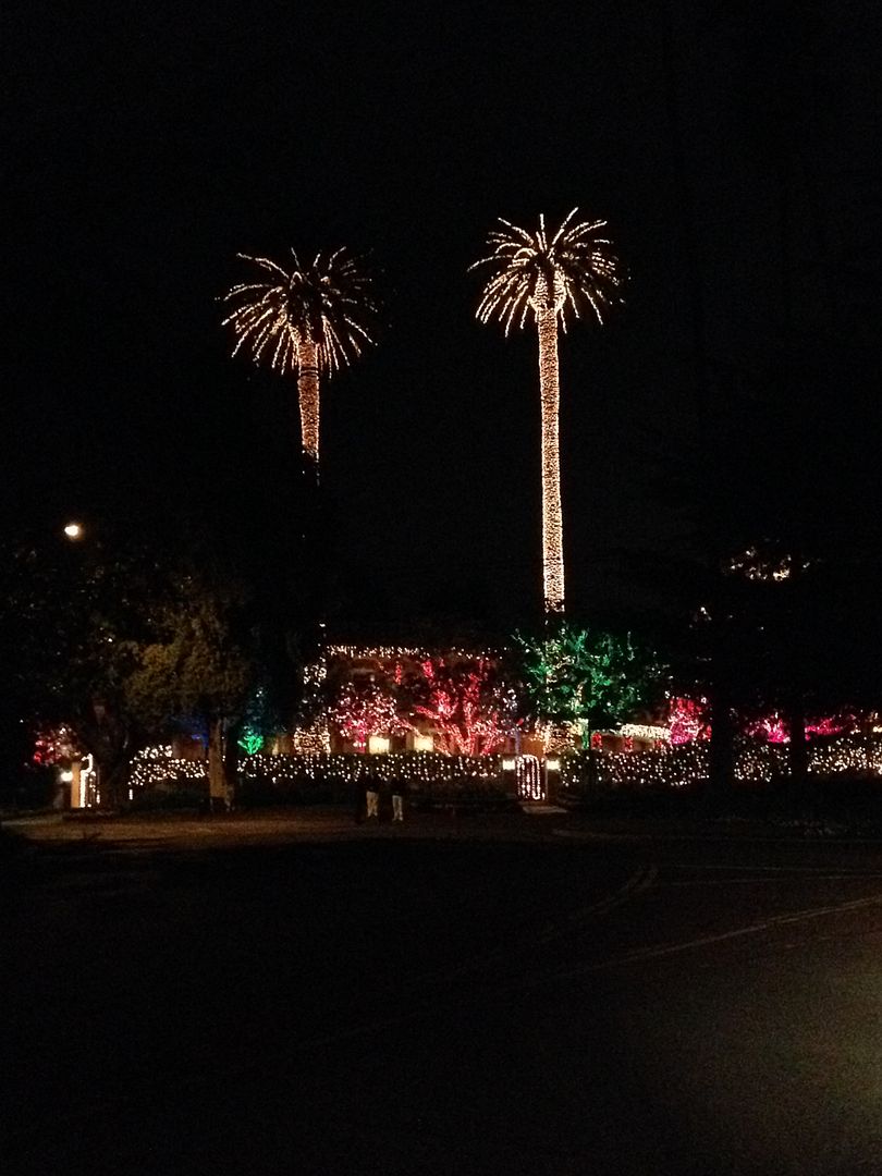 why you don t put christmas lights on a palm tree why you don t put christmas lights on a palm tree
