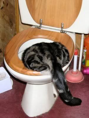 Funny Cats Pictures, Images and Photos