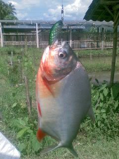 ift fishing forum view topic umpan ikan bawal tawar untuk umpan ikan
