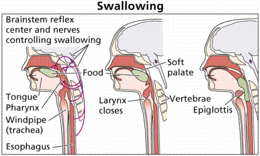 &#21363;&#65288;Swallowing&#65289;