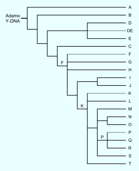 YDNA Tree