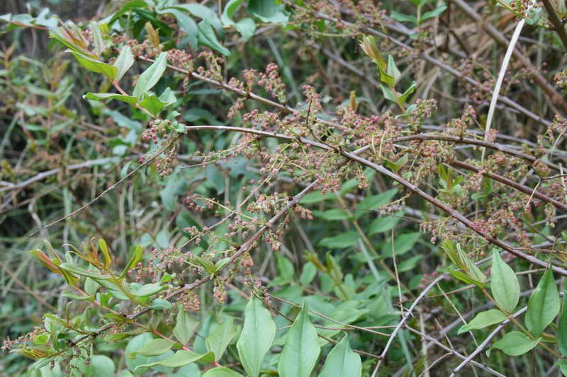 Coriaria formosana photo Coriaria_japonica_intermedia_IMG_0705_zps2b1bd971.jpg