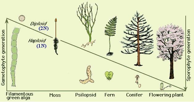 Plants life