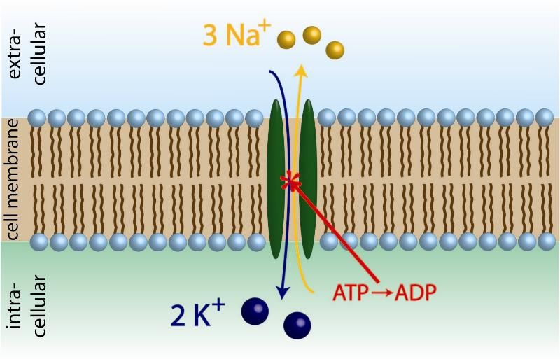 Na+/K+-ATPase photo T7_na1_zps83c7555e.jpg