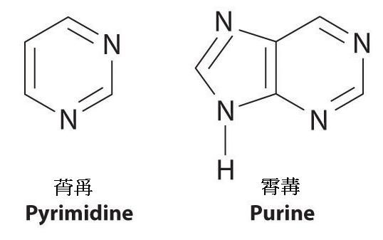 Pyrimidine-Purine photo averillfwk-fig24_x060_zps121a6701.jpg