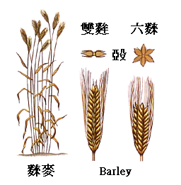 Barley photo cereals_barley_zpsf155bc8a.gif