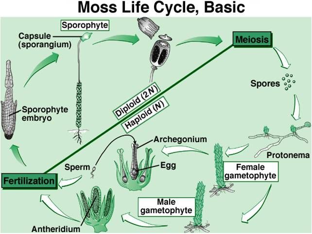 Moss Life