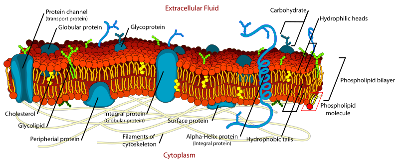 Cell membrane&#65288;B&#65289;