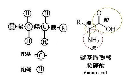 Amino acid photo Aminoacid_zpse714f8c8.jpg