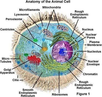 Deepside Cell