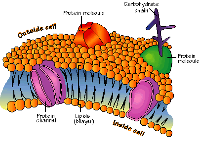 Cell membrane&#65288;A&#65289;