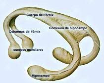 Hippocampus