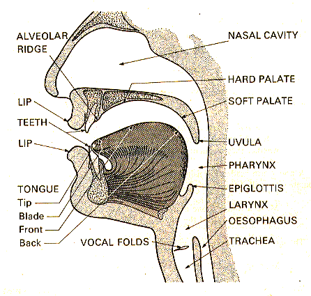 Mouth photo head3_zps9182599a.gif