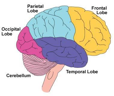 Brain Lobes