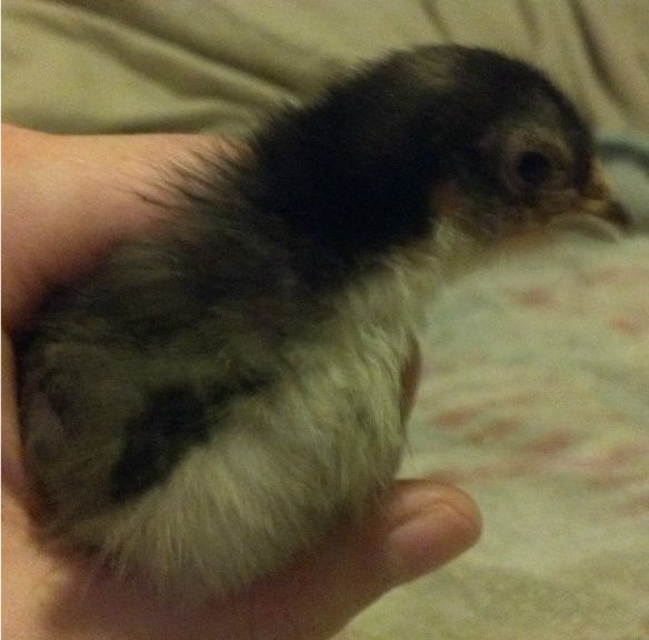 MysteryBlackBelly.jpg