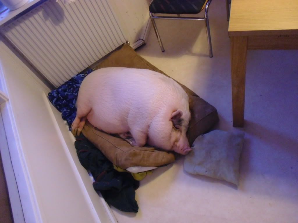 CIMG0812.jpg Gloria.. the pet pig image by Gummiankan