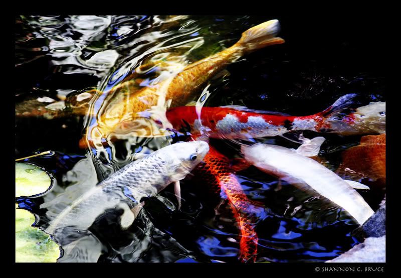 Pool of Koi Pictures, Images and Photos