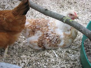 ChooksJune08017.jpg