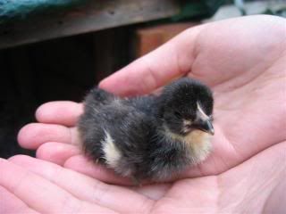 Chicks1234010Small.jpg